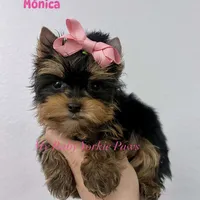 Akc Monica, a female Yorkshire Terrier for sale in California, CA – Photo 3 of 10