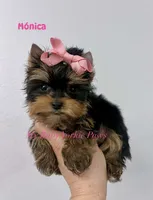 Akc Monica, a female Yorkshire Terrier for sale in California, CA – Photo 3 of 10