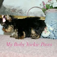 Akc Monica, a female Yorkshire Terrier for sale in California, CA – Photo 9 of 10