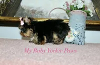 Akc Monica, a female Yorkshire Terrier for sale in California, CA – Photo 9 of 10