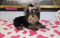 Tcup Akc Monica, a female Yorkshire Terrier for sale in California, CA – Photo 10 of 10