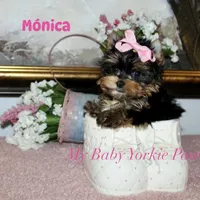 Akc Monica, a female Yorkshire Terrier for sale in California, CA – Photo 7 of 10