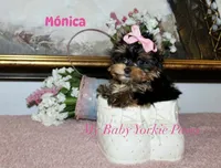 Akc Monica, a female Yorkshire Terrier for sale in California, CA – Photo 7 of 10