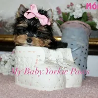 Akc Monica, a female Yorkshire Terrier for sale in California, CA – Photo 8 of 10