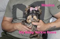 Tcup Akc Monica, a female Yorkshire Terrier for sale in California, CA – Photo 9 of 10