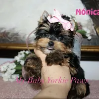 Akc Monica, a female Yorkshire Terrier for sale in California, CA – Photo 6 of 10