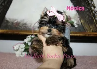 Akc Monica, a female Yorkshire Terrier for sale in California, CA – Photo 6 of 10