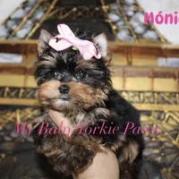 Akc Monica, a female Yorkshire Terrier for sale in California, CA – Photo 10 of 10