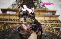 Akc Monica, a female Yorkshire Terrier for sale in California, CA – Photo 10 of 10