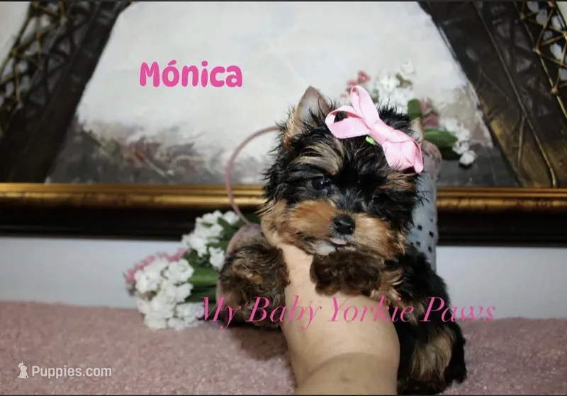 Akc Monica