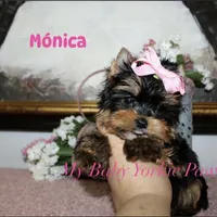 Akc Monica, a female Yorkshire Terrier for sale in California, CA – Photo 2 of 10