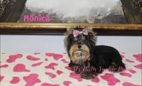 Tcup Akc Monica, a female Yorkshire Terrier for sale in California, CA – Photo 8 of 10