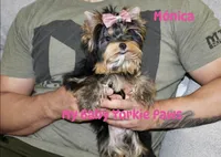 Tcup Akc Monica, a female Yorkshire Terrier for sale in California, CA – Photo 3 of 10