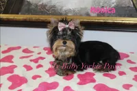 Tcup Akc Monica, a female Yorkshire Terrier for sale in California, CA – Photo 4 of 10