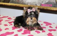 Tcup Akc Monica, a female Yorkshire Terrier for sale in California, CA – Photo 7 of 10