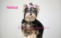 Tcup Akc Monica, a female Yorkshire Terrier for sale in California, CA – Photo 5 of 10