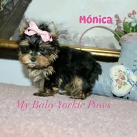 Akc Monica, a female Yorkshire Terrier for sale in California, CA – Photo 4 of 10