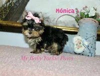 Akc Monica, a female Yorkshire Terrier for sale in California, CA – Photo 4 of 10