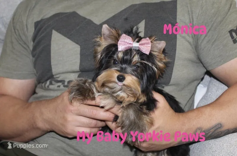 Tcup Akc Monica – Yorkshire Terrier puppy for sale in California, CA