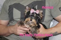 Tcup Akc Monica, a female Yorkshire Terrier for sale in California, CA – Photo 1 of 10