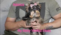 Tcup Akc Monica, a female Yorkshire Terrier for sale in California, CA – Photo 6 of 10