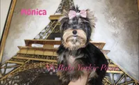 Tcup Akc Monica, a female Yorkshire Terrier for sale in California, CA – Photo 2 of 10