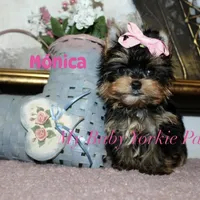 Akc Monica, a female Yorkshire Terrier for sale in California, CA – Photo 5 of 10