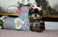 Akc Monica, a female Yorkshire Terrier for sale in California, CA – Photo 5 of 10