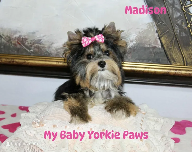 Akc Madison – Yorkshire Terrier puppy for sale in California, CA