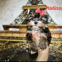 Akc Madison, a female Yorkshire Terrier for sale in California, CA – Photo 2 of 8