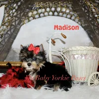 Akc Madison, a female Yorkshire Terrier for sale in California, CA – Photo 8 of 8