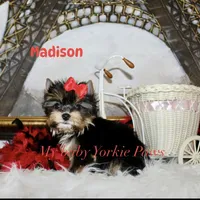 Akc Madison, a female Yorkshire Terrier for sale in California, CA – Photo 5 of 8