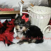 Akc Madison, a female Yorkshire Terrier for sale in California, CA – Photo 4 of 8