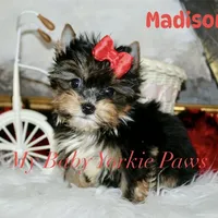 Akc Madison, a female Yorkshire Terrier for sale in California, CA – Photo 6 of 8