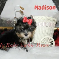 Akc Madison, a female Yorkshire Terrier for sale in California, CA – Photo 7 of 8