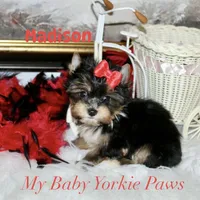 Akc Madison, a female Yorkshire Terrier for sale in California, CA – Photo 3 of 8