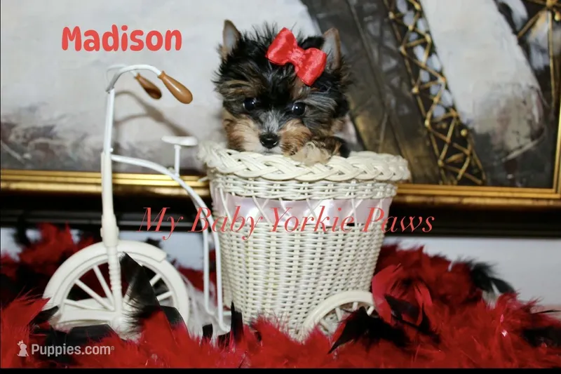 Akc Madison