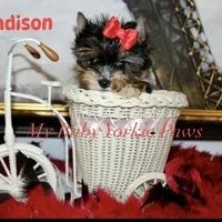 Akc Madison, a female Yorkshire Terrier for sale in California, CA – Photo 1 of 8