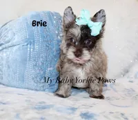 Brie, a male Yorkshire Terrier for sale in California, CA – 3 of 7