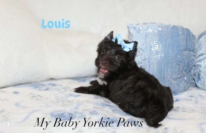Louis – Yorkshire Terrier puppy for sale in Perris, CA