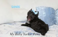 Louis, a male Yorkshire Terrier for sale in California, CA – 2 of 6
