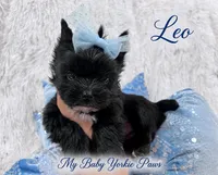 Tcup Leo, a male Yorkshire Terrier for sale in Perris, CA – 4 of 9
