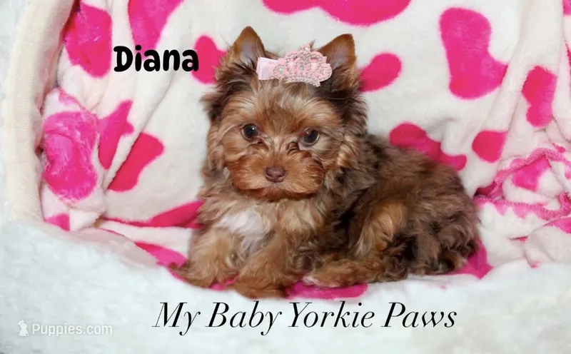 Tcup  Diana – Yorkshire Terrier puppy for sale in California, CA