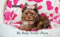 Tcup  Diana, a female Yorkshire Terrier for sale in California, CA – 1 of 10