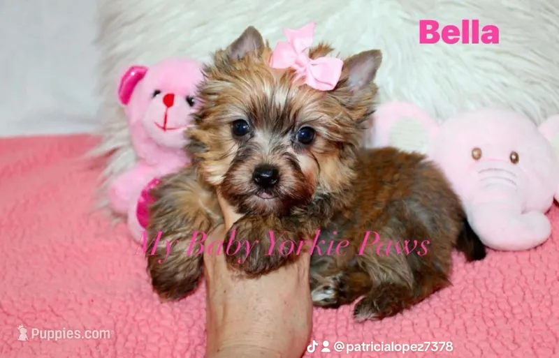 Bella – Yorkshire Terrier puppy for sale in California, CA