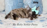 Brie, a male Yorkshire Terrier for sale in California, CA – 5 of 7