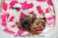 Tcup  Diana, a female Yorkshire Terrier for sale in California, CA – 3 of 10