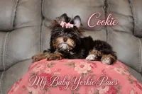 T-cup Cookie, a female Yorkshire Terrier for sale in Perris, CA – 7 of 9
