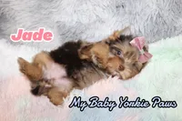 Jade, a female Yorkshire Terrier for sale in Perris, CA – 2 of 10