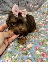 Tcup Becca, a female Yorkshire Terrier for sale in California, CA – Photo 5 of 6